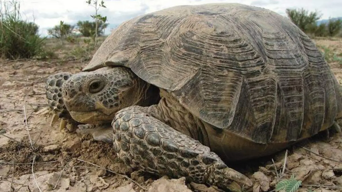 Tortuga del Bolsón Extinción